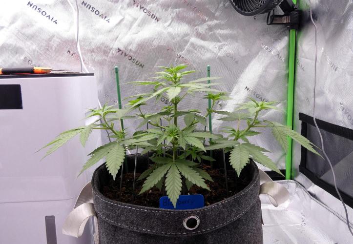 Blueberry - QCS. Week 5