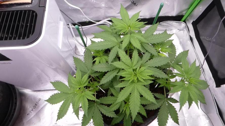 Blueberry - QCS