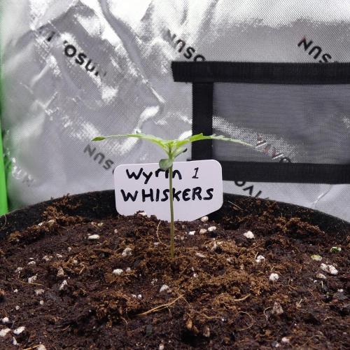Wyrm Whiskers F1 (regular seeds). Week 1