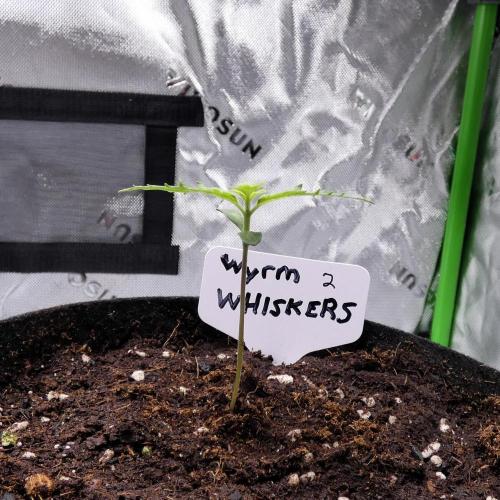 Wyrm Whiskers F1 (regular seeds). Week 1