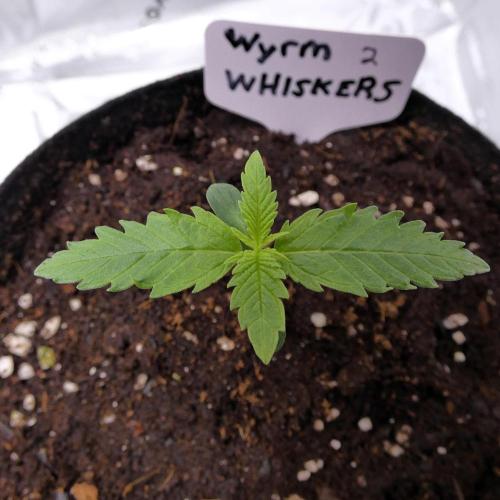 Wyrm Whiskers F1 (regular seeds). Week 1