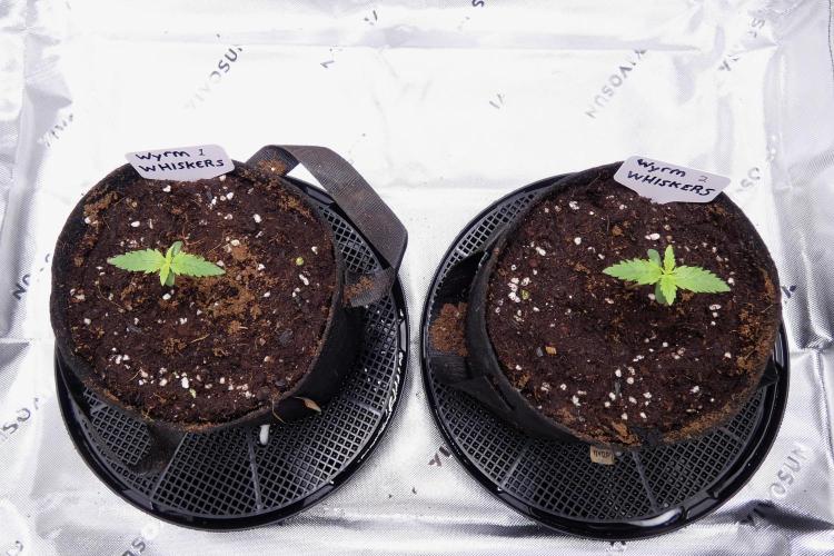 Wyrm Whiskers F1 (regular seeds). Week 1