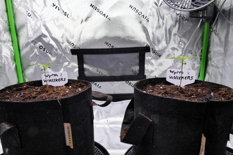 Wyrm Whiskers F1 (regular seeds). Week 1