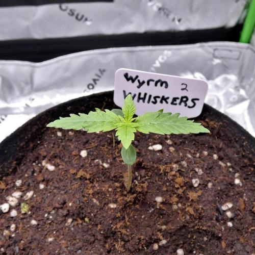 Wyrm Whiskers F1 (regular seeds). Week 1