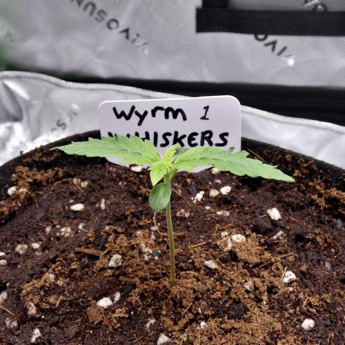 Wyrm Whiskers F1 (regular seeds). Week 1
