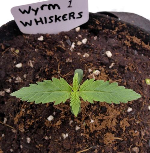 Wyrm Whiskers F1 (regular seeds). Week 1