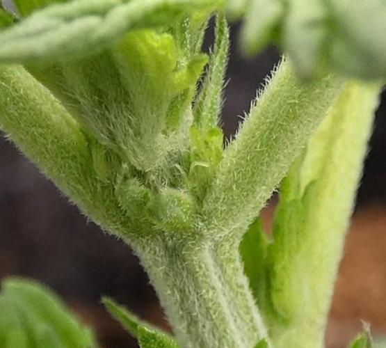 Crush Soda Kush. Week 5 - very early female pre-flowers
