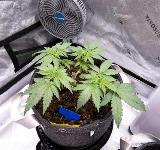 Crush Soda Kush. Week 5