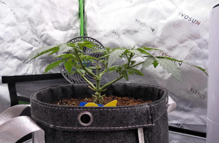 Crush Soda Kush. Week 5