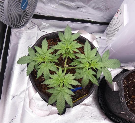 Crush Soda Kush. Week 5