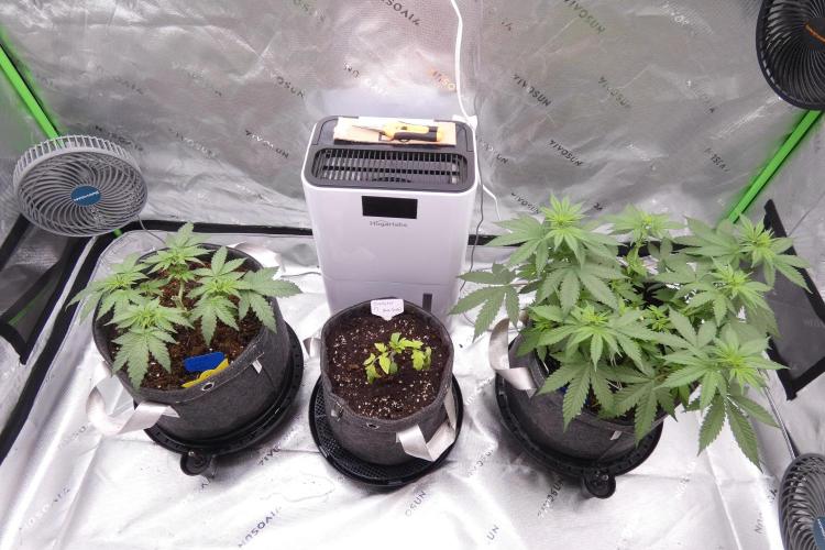 Crush Soda Kush. Week 5