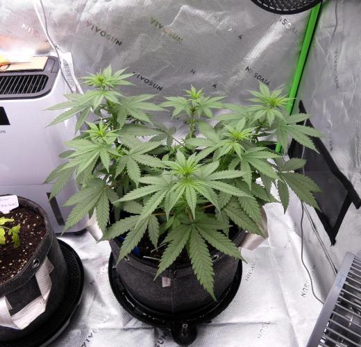 Blueberry - QCS. Week 6