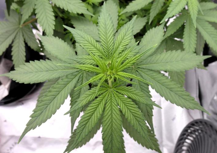 Blueberry - QCS. Week 6