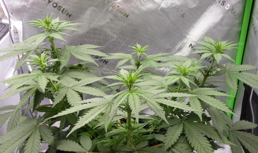 Blueberry - QCS. Week 6