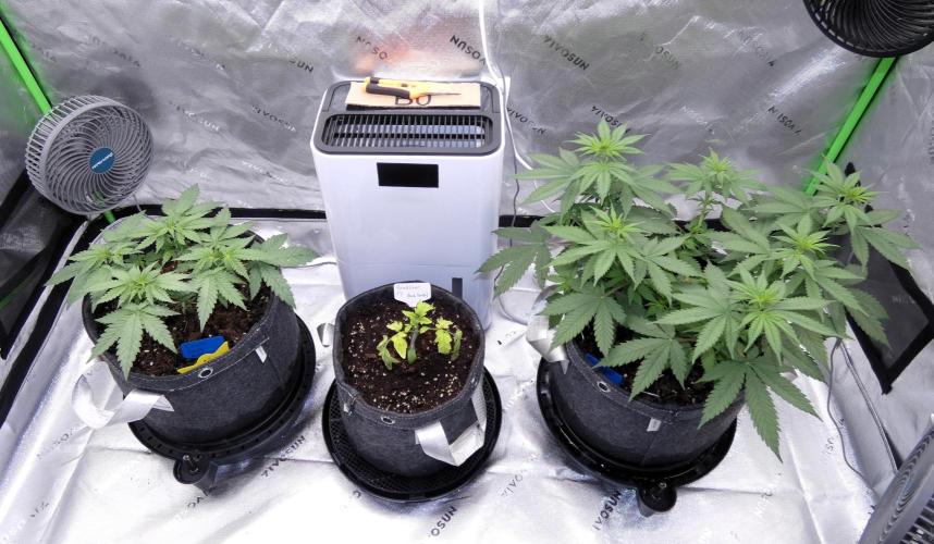 Blueberry - QCS. Week 6