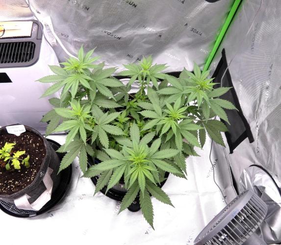 Blueberry - QCS. Week 6