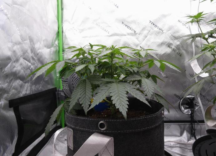 Crush Soda Kush. Week 6