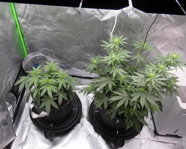 Crush Soda Kush. Week 6