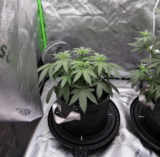 Crush Soda Kush. Week 6