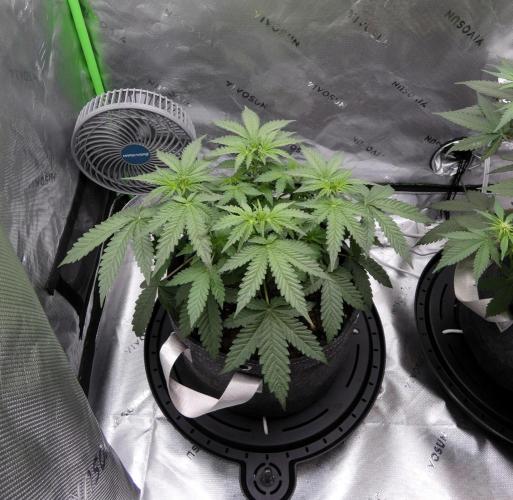 Crush Soda Kush. Week 6