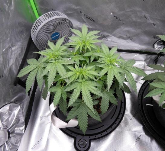 Crush Soda Kush. Week 6