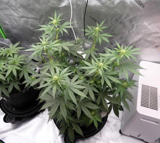 Blueberry - QCS. Week 7