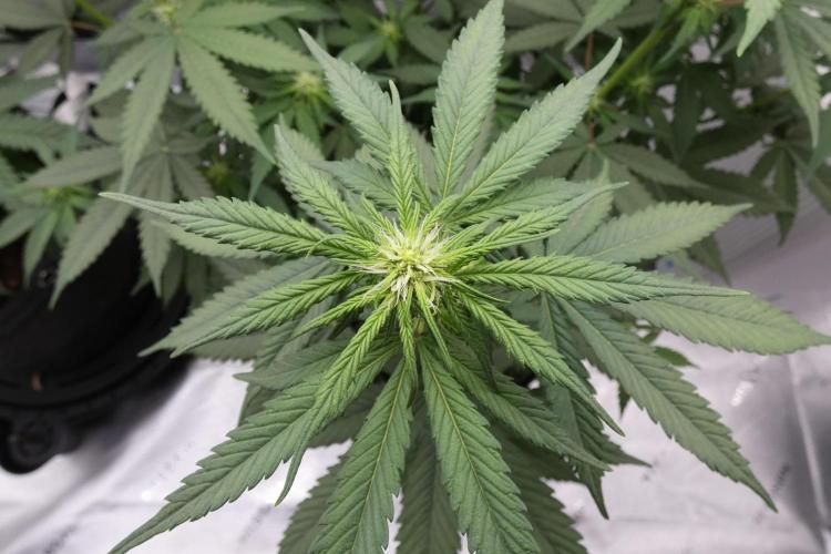 Blueberry - QCS. Week 7