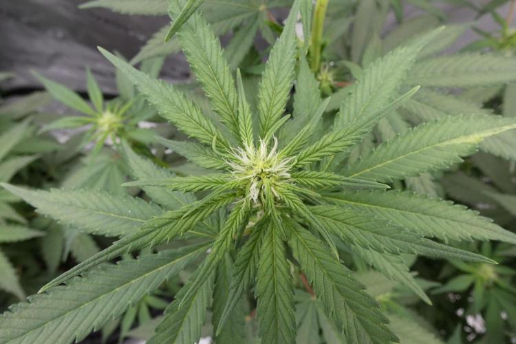 Blueberry - QCS. Week 7