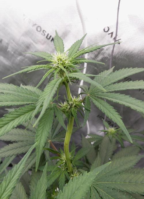 Blueberry - QCS. Week 7