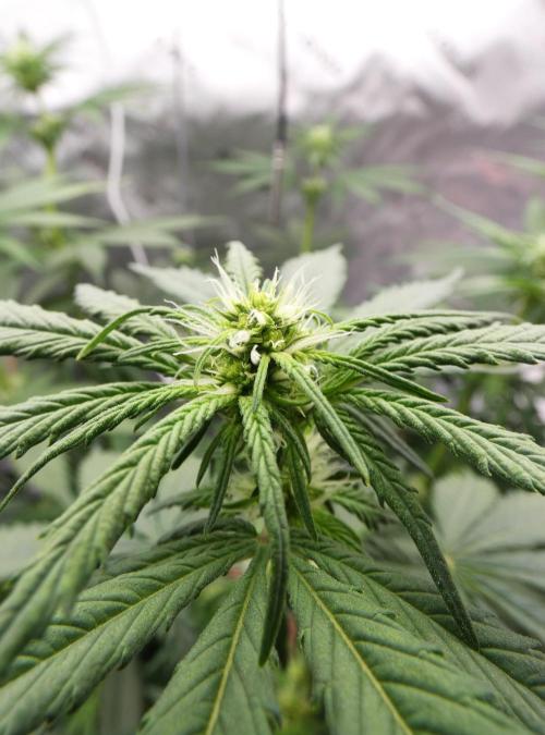 Blueberry - QCS. Week 7