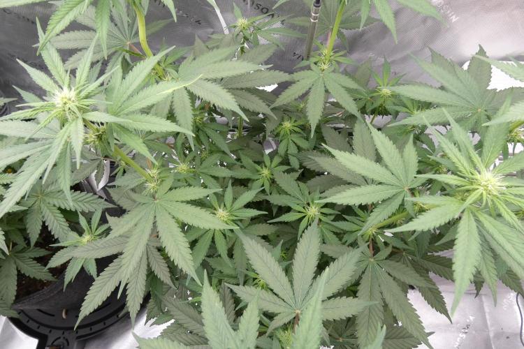 Blueberry - QCS. Week 7