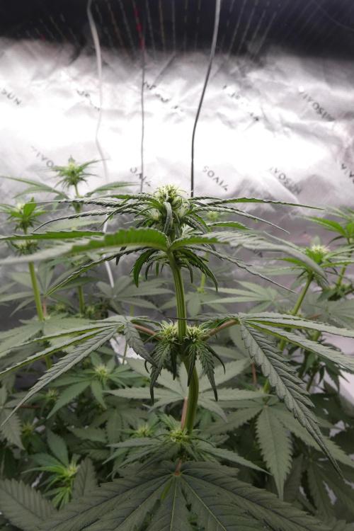 Blueberry - QCS. Week 7