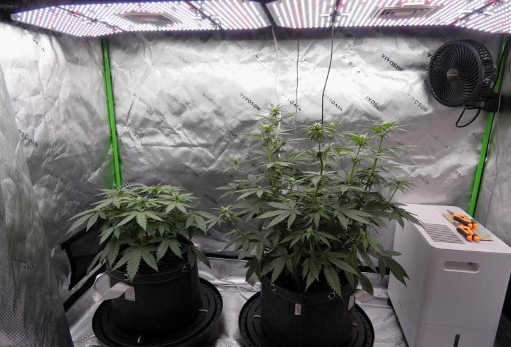 Blueberry - QCS. Week 7