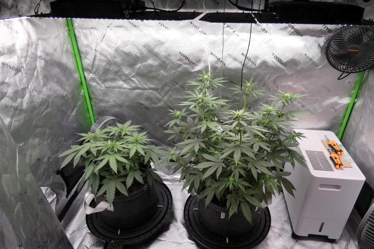 Blueberry - QCS. Week 7