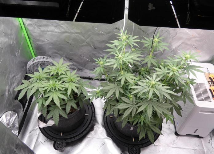 Blueberry - QCS. Week 7