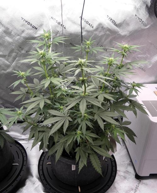 Blueberry - QCS. Week 7