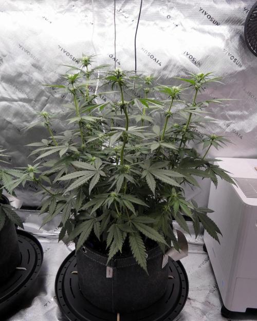 Blueberry - QCS. Week 7