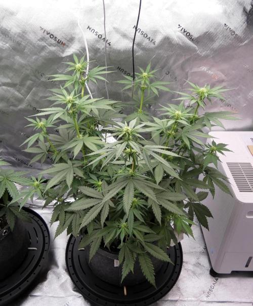 Blueberry - QCS. Week 7