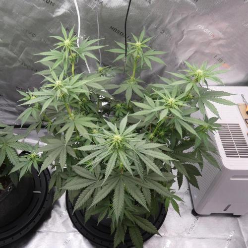 Blueberry - QCS. Week 7