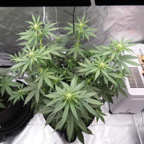 Blueberry - QCS. Week 7