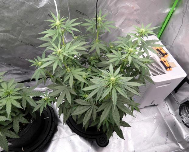 Blueberry - QCS. Week 7