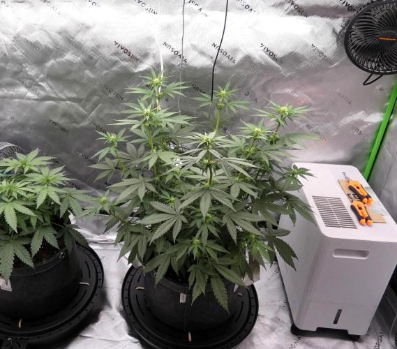 Blueberry. Week 7