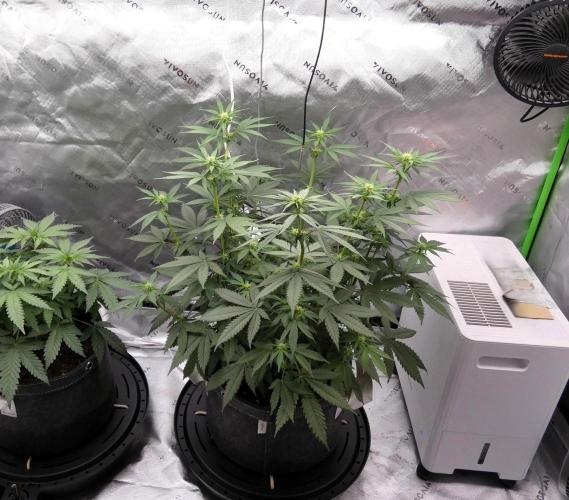 Blueberry. Week 7