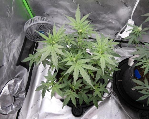 Crush Kush - QCS. Week 7