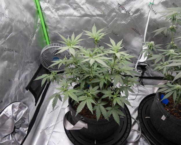 Crush Kush - QCS. Week 7