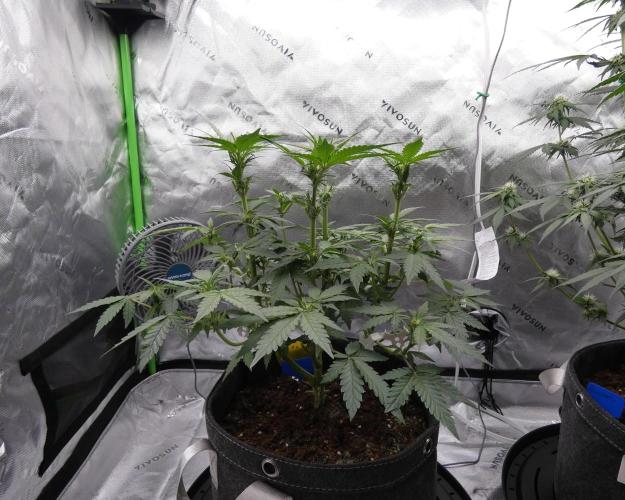 Crush Kush - QCS. Week 7