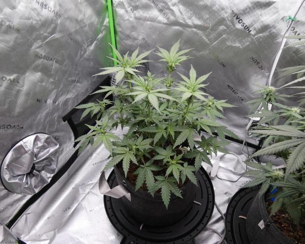 Crush Kush - QCS. Week 7
