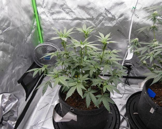 Crush Kush - QCS. Week 7
