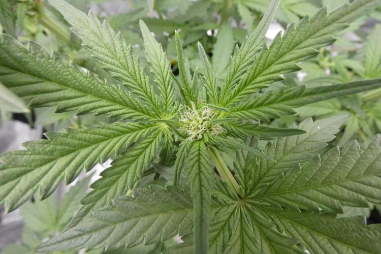 Crush Kush - QCS. Week 7