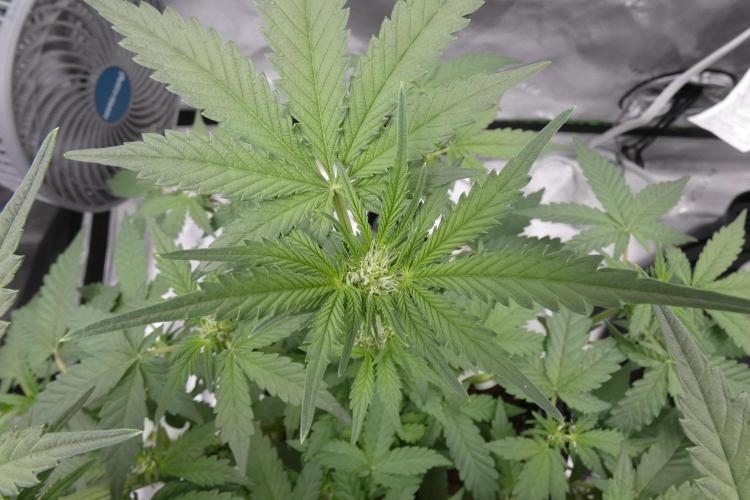 Crush Kush - QCS. Week 7